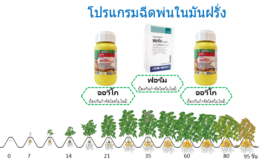 Potato Solution Image Potato Solution Image