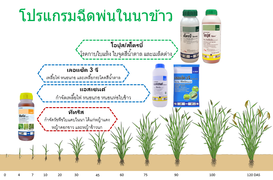 Rice Solution Image Rice Solution Image