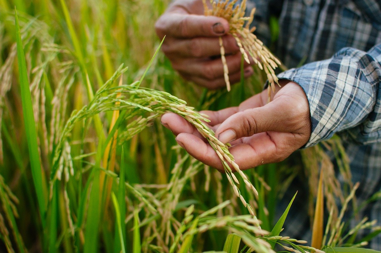 rice farmer inspecting grains
