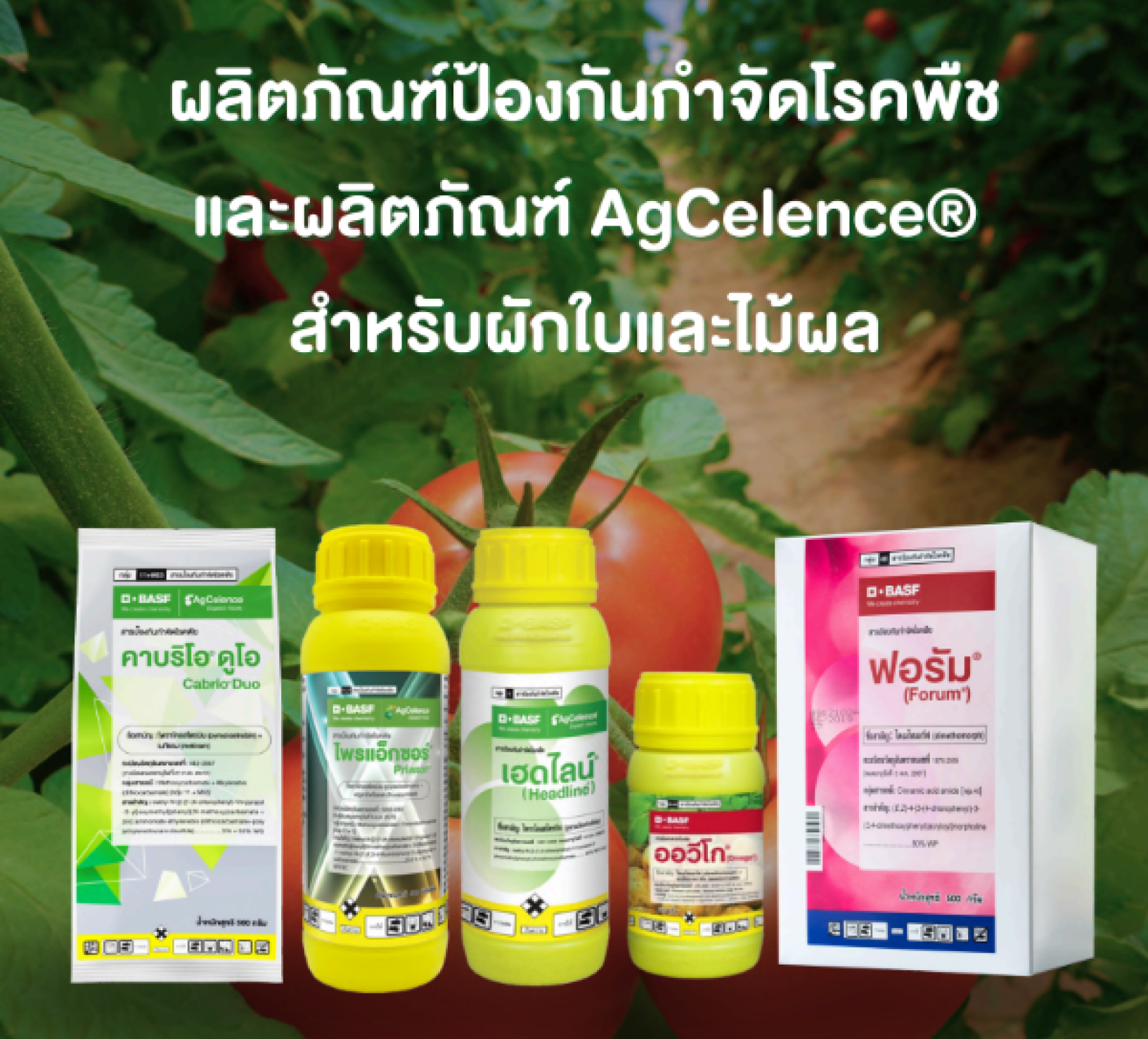 คาบริโอ ดูโอ (Cabrio Duo) สารป้องกันกำจัดโรคพืชกลุ่ม 11+M03 ไพรแอ็กซอร์ (Priaxor) สารป้องกันกำจัดโรคพืชกลุ่ม 11+7 เฮดไลน์ (Headline) สารป้องกันกำจัดโรคพืชกลุ่ม 11 ออวีโก (Orvego) สารป้องกันกำจัดโรคพืชกลุ่ม 40+45 ฟอรัม (Forum) สารป้องกันกำจัดโรคพืชกลุ่ม 40 ไดเมโทมอร์ป ไพราโคลสโตรบิน ฟลูซาไพโรแซด เมทิแรม AgCelence โรคพืช โรครา ราชั้นสูง ราชั้นต่ำแอนแทรคโนส ไฟทอปธอร่า ราน้ำค้าง ราแป้ง ใบจุด ใบไหม้ ใบไหม้แผลใหญ่ ยางไหล พริก หอม แตง ทุเรียน มะม่วง มันฝรั่ง ข้าวโพด เมล่อน ส้ม