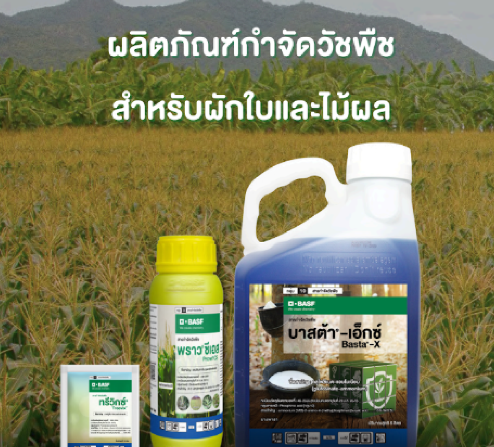 บาสต้า เอ็กซ์ (Basta-x) สารกำจัดวัชพืชกลุ่ม H ทรีวิกซ์ (Treevix) สารกำจัดวัชพืชกลุ่ม E พราว ซีเอส (Prowl CS) สารกำจัดวัชพืชกลุ่ม K1 กลูโฟซิเนต-แอมโมเนียม เพนดิเมทาลิน ฟลูฟินาซิล อ้อย ข้าวโพด มันสำปะหลัง ยาฆ่าหญ้า ยาหญ้า วัชพืช กก หญ้า หญ้าโขย่ง หนวดปลาดุก หญ้าขยุ้มตีนหมา เทียนนา โสน ผักเบี้ยใหญ่ หญ้ายางผักโขม เซ่งใบบนหรือขี้อ้น หญ้าตีนกา หญ้าปากควาย ไมยราบ กกตุ้มหู หญ้าตีนตุ๊กแก หญ้าดอกขาวหญ้านกสีชมพู หญ้าตีนติด ผักแครดผักปลาบไร่ หญ้ายาง คุมฆ่า