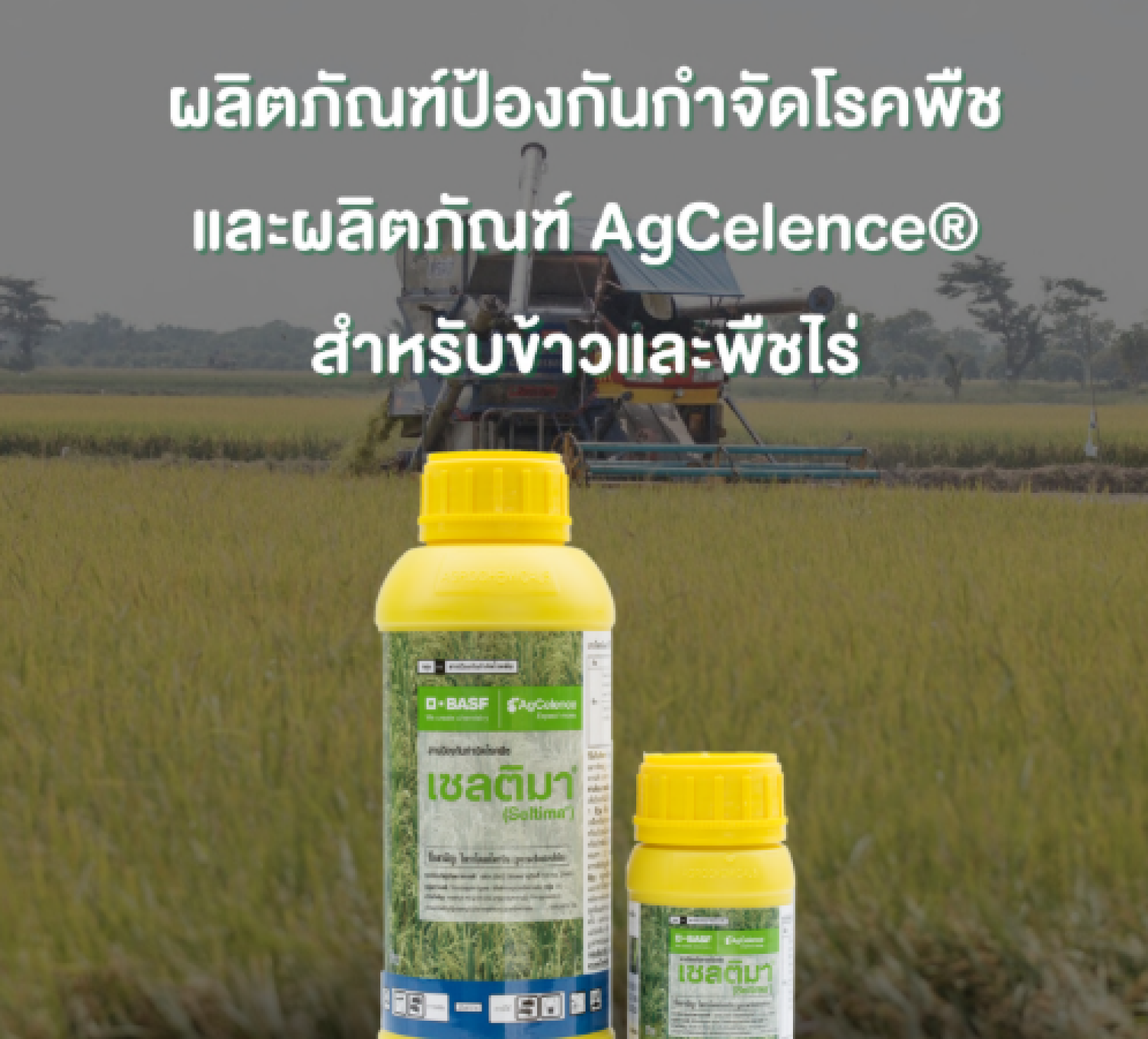 เซลติมา (Seltima) สารป้องกันกำจัดโรคพืชกลุ่ม 11 ไพราโคลสโตรบิน AgCelence โรคพืช โรครา ข้าว นาข้าว ข้าวด่าง เมล็ดด่าง เน่าคอรวง ใบไหม้ ข้าวตั้งท้อง ข้าวออกรวง