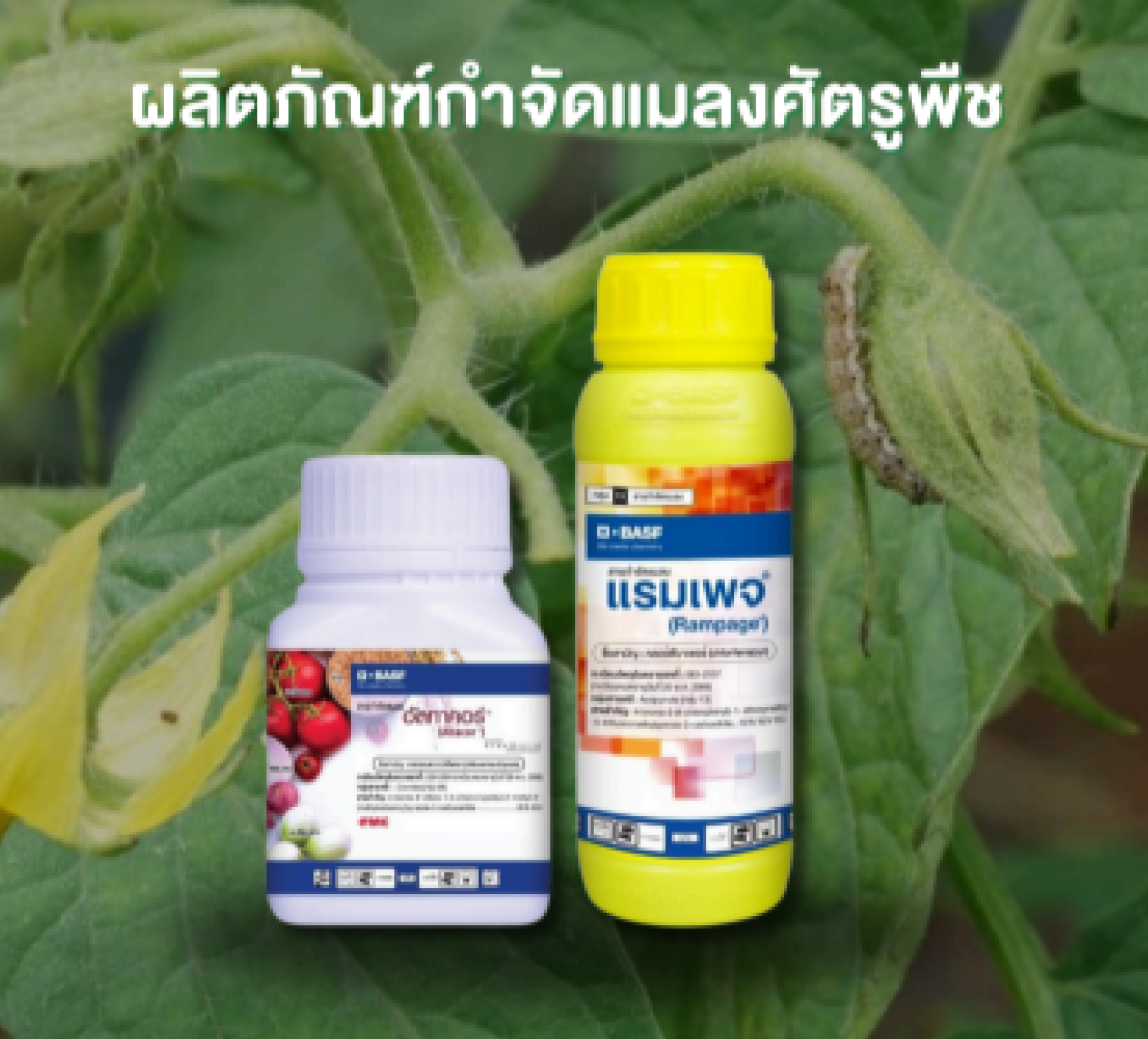 แรมเพจ (Rampage) สารป้องกันกำจัดแมลงศัตรูพืชกลุ่ม 13 คลอร์ฟีนาเพอร์ อัลทาคอร์ (Altacor) สารป้องกันกำจัดแมลงศัตรูพืชกลุ่ม 28 คลอแรนทารินิโพล ยาฆ่าแมลง ยาหนอน ยาเพลี้ย หนอนกอข้าว หนอนกระทู้ลายจุด  เพลี้ยไฟ หนอนห่อใบข้าว หนอนเจาะสมอฝ้าย หนอนกระทู้หอม