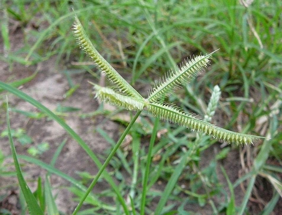 Dactyloctenium aegyptium