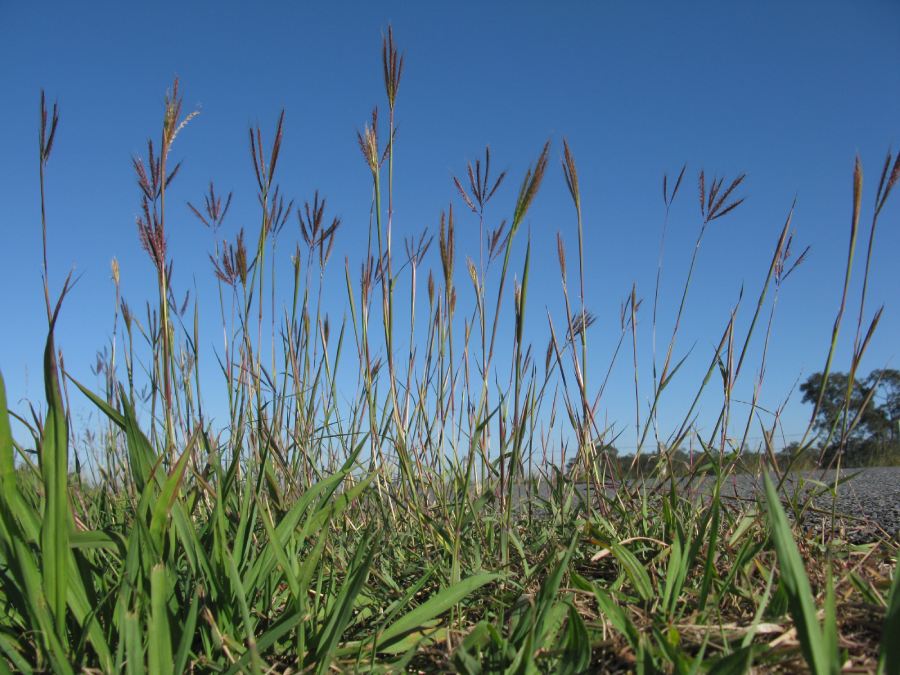 Dichanthium annulatum