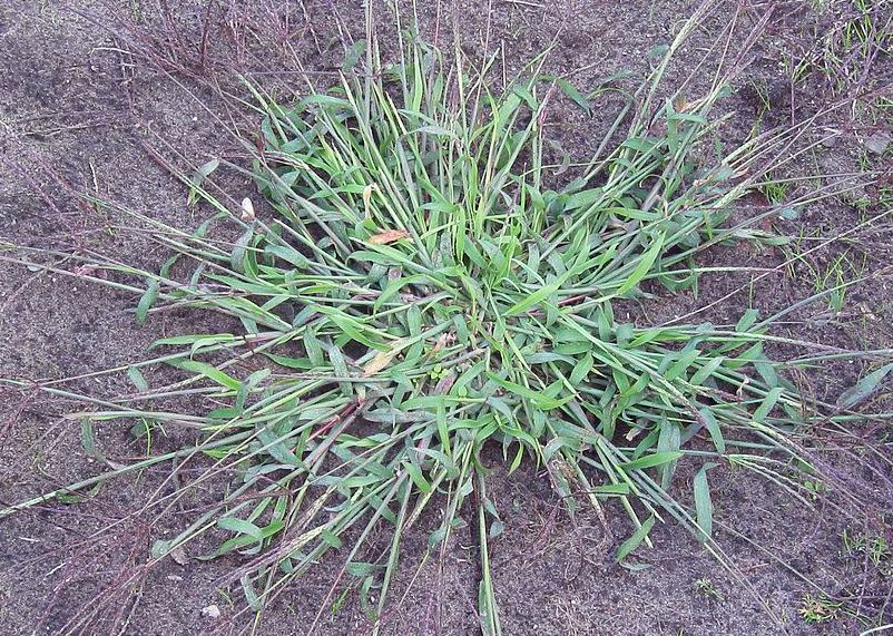 Digitaria sanguinalis