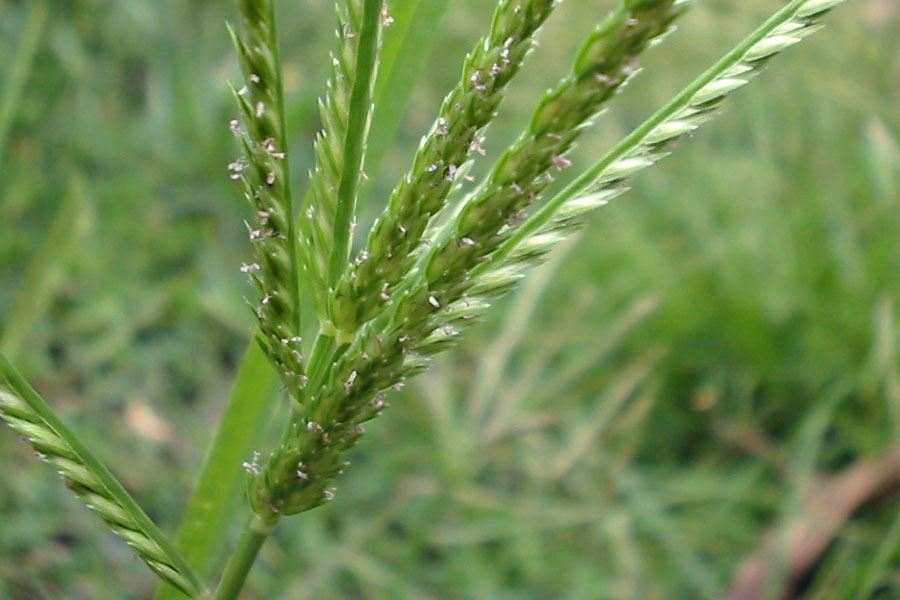 Eleusine indica