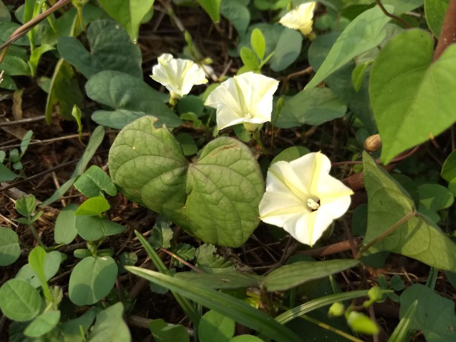 Ipomoea obscura