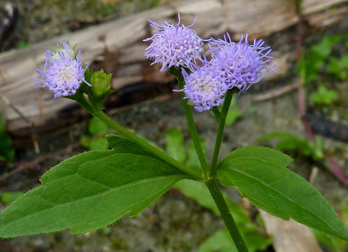 Praxalis clematidea