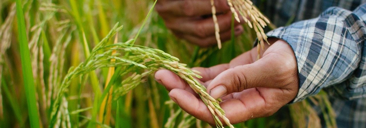 Farmer holding rice grains