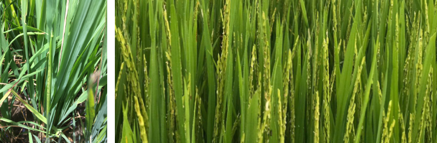 Booting and Flowering Stage of Rice Field